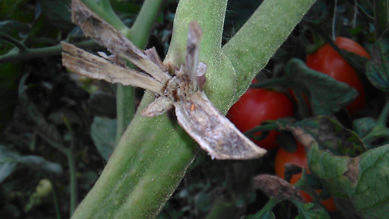 Musca minieră,larvele din plantă