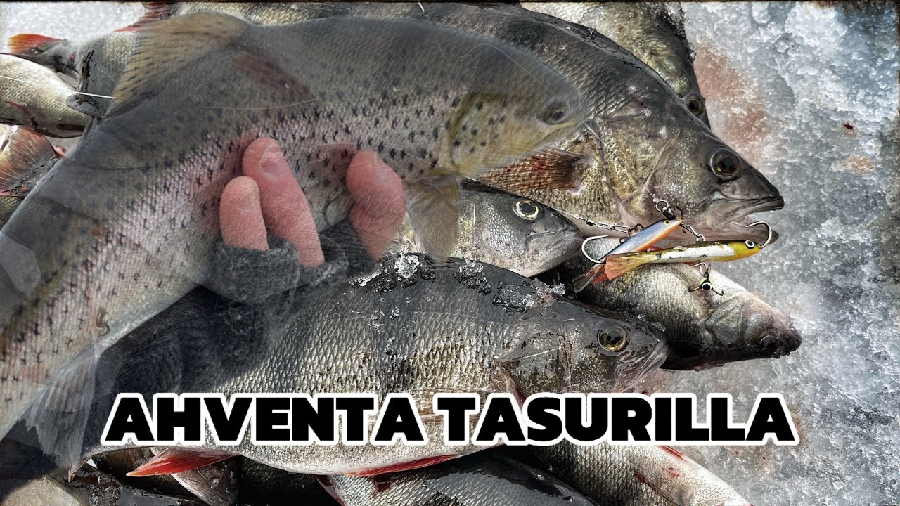 MERELLÄ AHVEN PILKILLÄ | KOMEETA APPIA JA YLLÄTYS SAALIITA