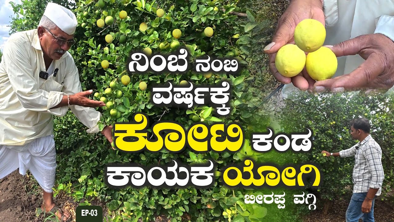 ವರ್ಷಕ್ಕೆ 1 ಕೋಟಿ ಆದಾಯ ಕೇವಲ ನಿಂಬೆಯಿದ  | Lemon farm | JP Jagathu | EP- 03