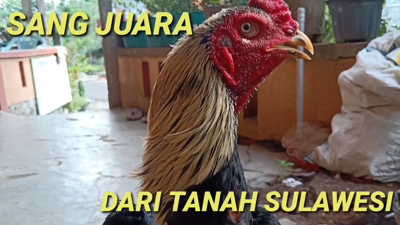 Review Ayam Bangkok Juara