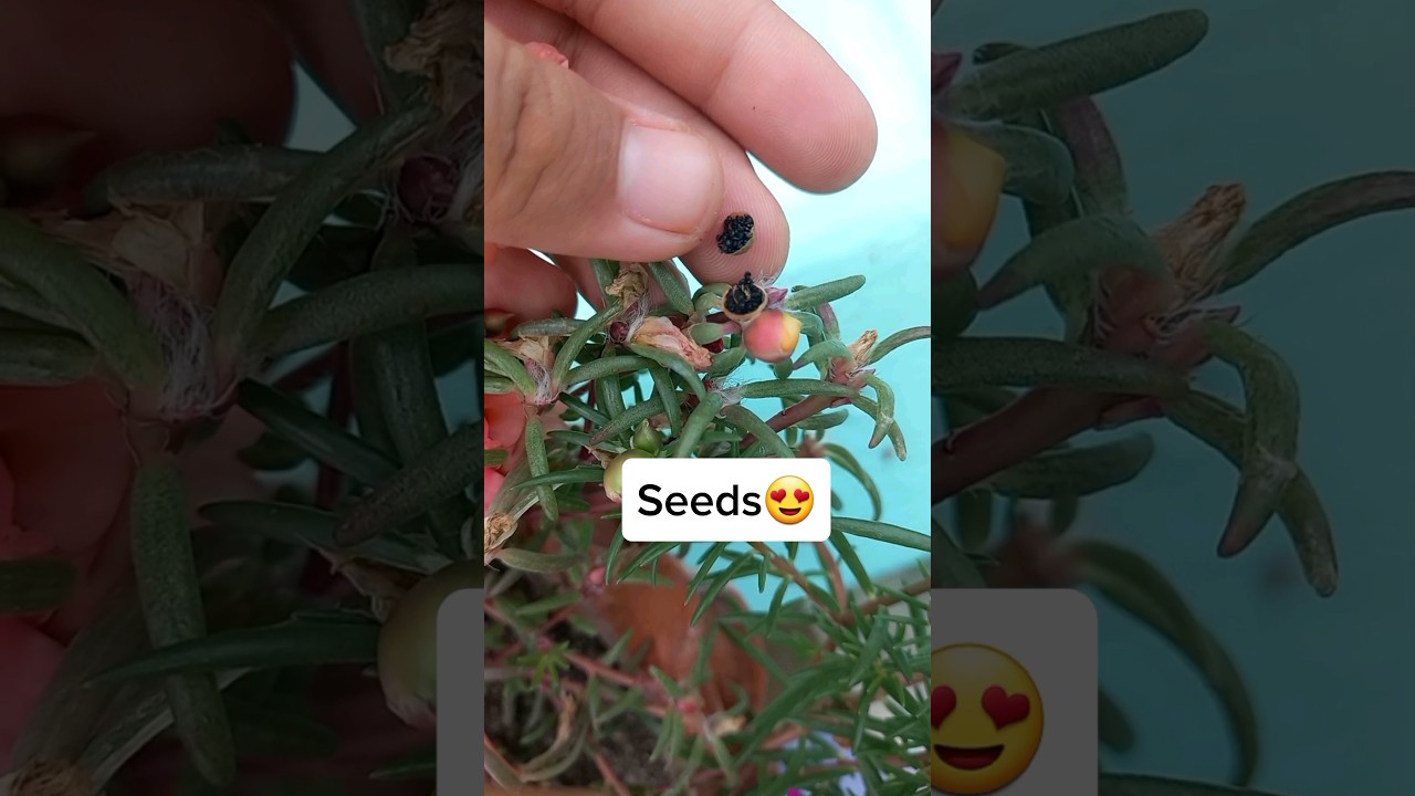 How To Collect Seeds From Portulaca Moss Rose Flowers 😍✅️#trending #youtubeshorts #tips #subscribe✌️