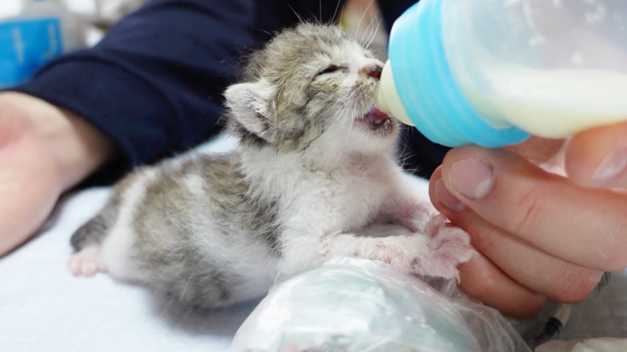 大雨のなか救出した子猫が初めての哺乳瓶に挑戦します