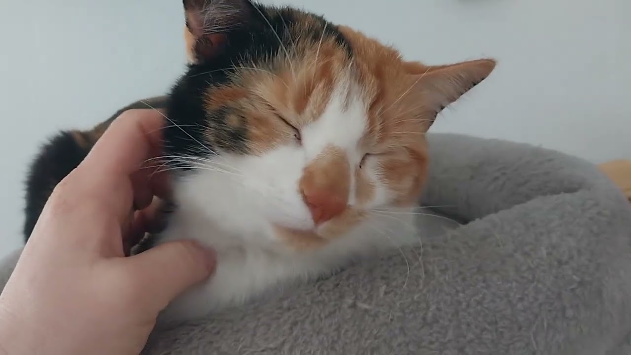 Peaceful  monrning on our 30 acres 🐾(sound on)