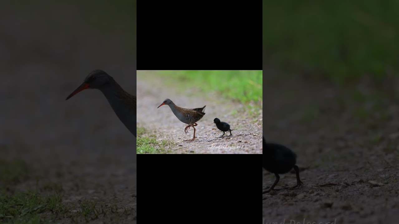 Vandrikse #rallusaquaticus #vandrikse#dansknatur#r7#canonr7 #canon 600mm #canonnordic#kamerahuset.dk