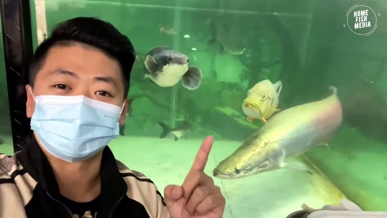 These Aquarium Fish Are HUGE  | Monster Fish Tank Tour