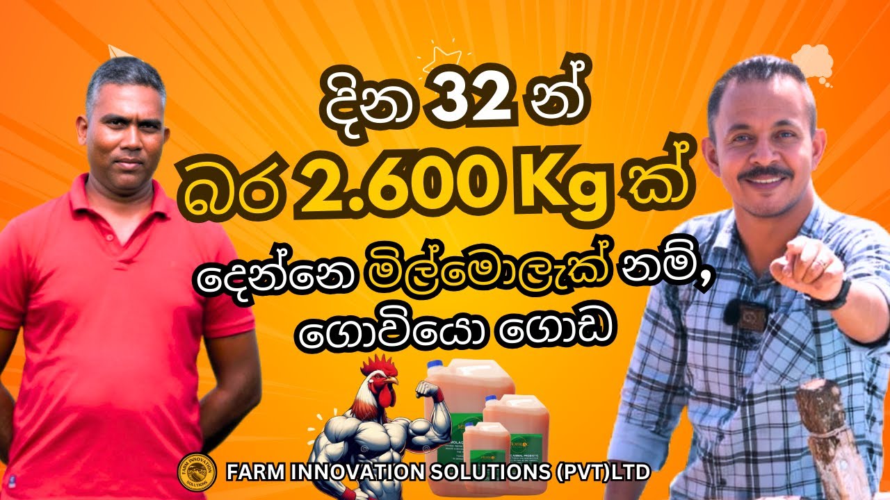 දින 32න් ඇවරේජ් බර 2.600Kgක්! | FCR අගය   1.3ක වාර්තාවක්! | #chicken #farm #broilerchickenfarming