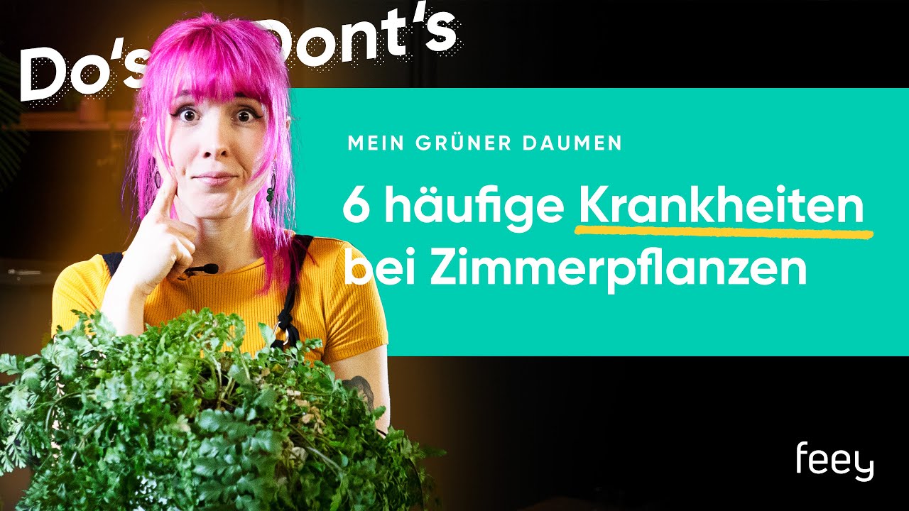 Krankheiten und Pflegefehler bei Zimmerpflanzen 🚑 | feey