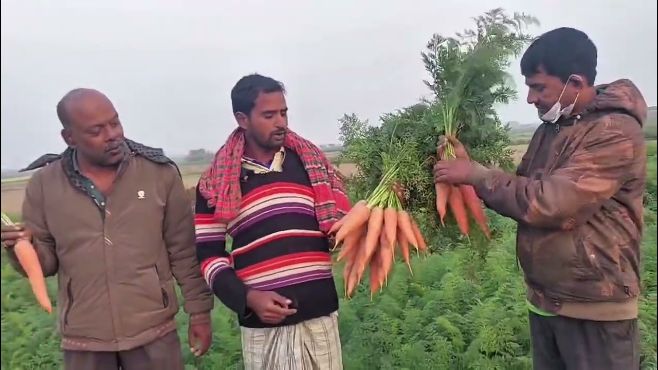 মেটাল সীডের হাইব্রিড গাজর 