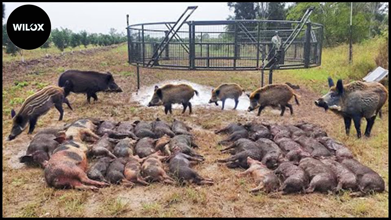 Wild Boars Caught In Traps Farmers Astonished By This Insane Number | Wild Boar Hunt