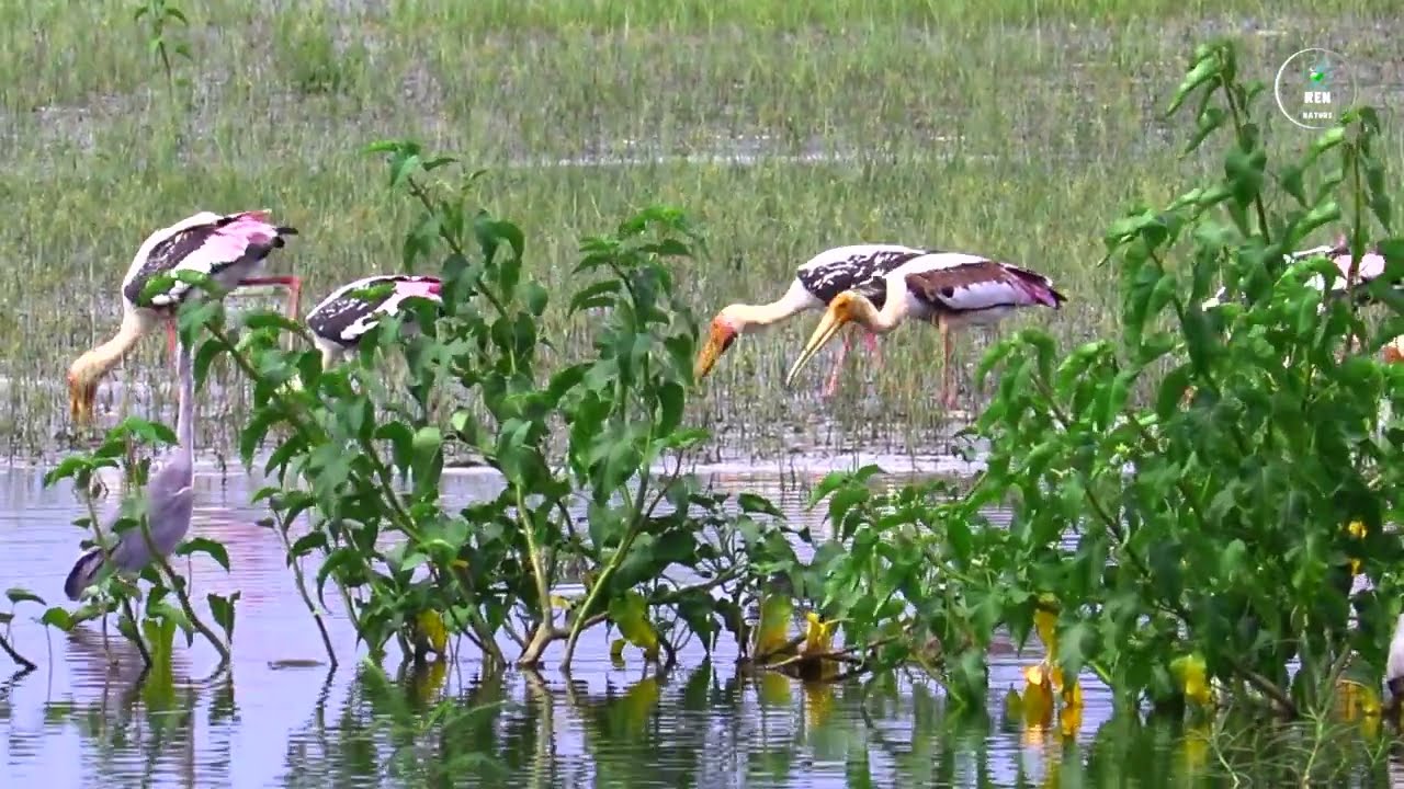 Different Colour of Painted Stork Searching for Fish.