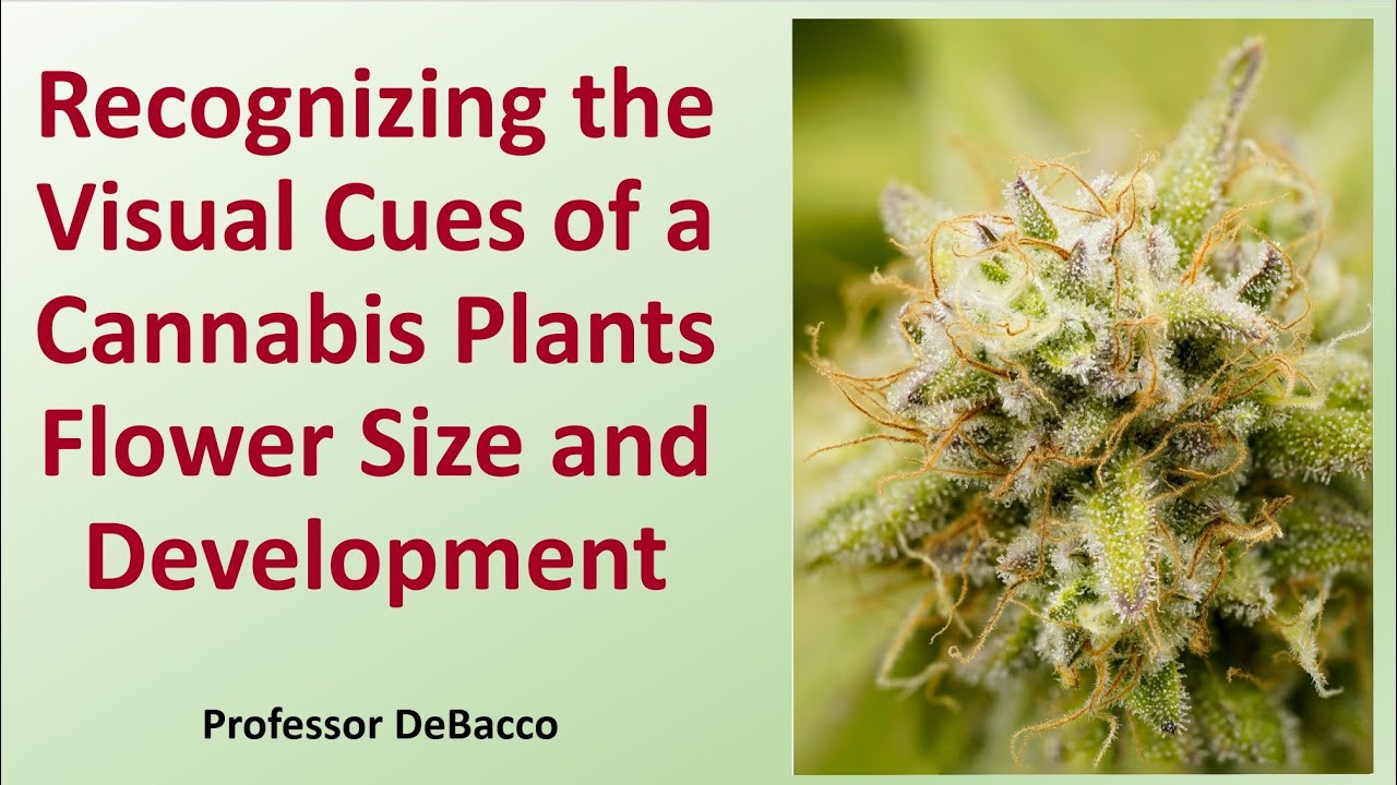 Recognizing the Visual Cues of a Cannabis Plants Flower Size and Development