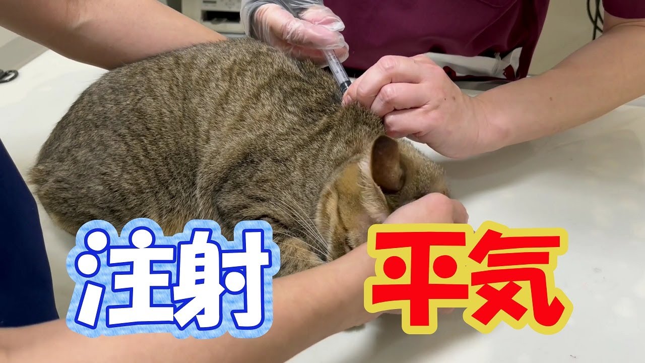 予防注射に行って来ました。