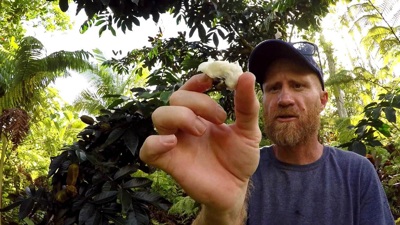 Jungle Survival Food: Ice-Cream Bean