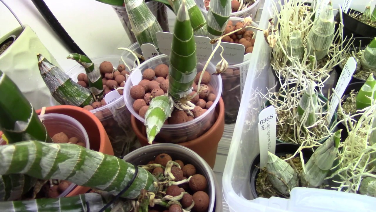 December Orchid Update - Ejecting Catasetum Pollinia