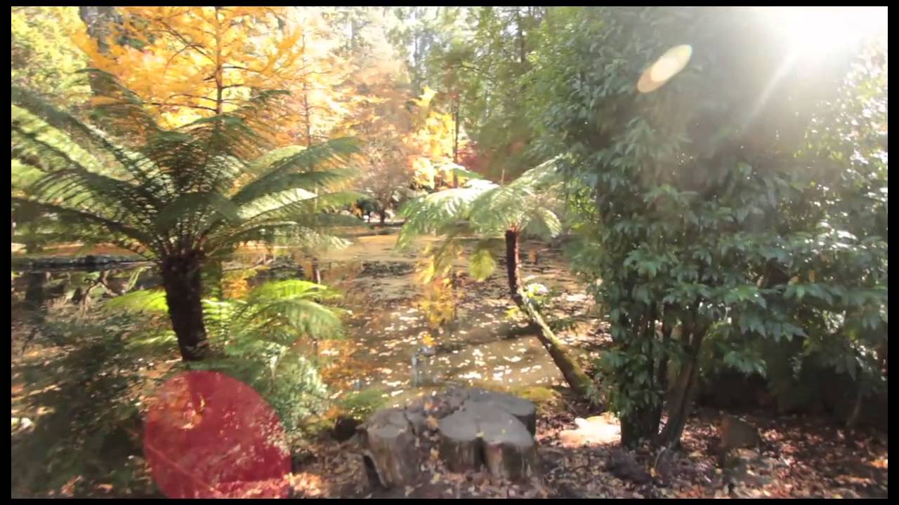 Alfred Nicholas Memorial Gardens - Melbourne's Dandenong Ranges