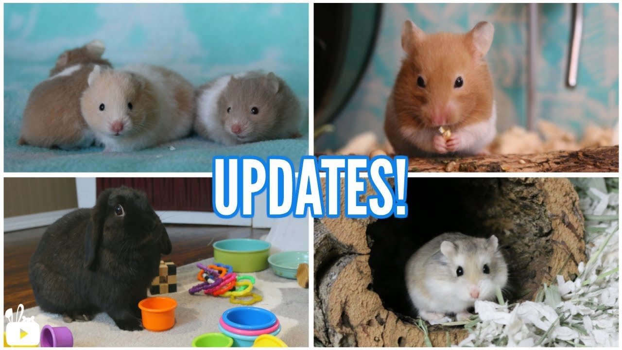BABY HAMSTERS + UPDATES