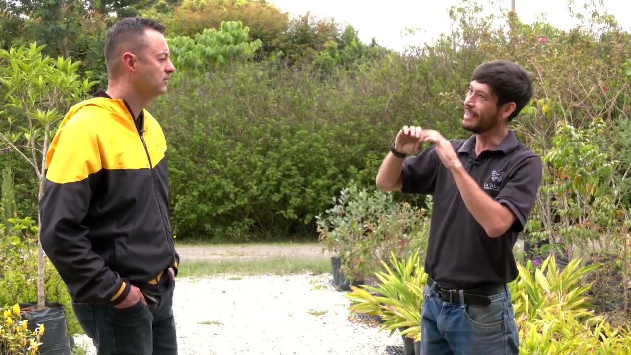 Cómo crear un mariposario