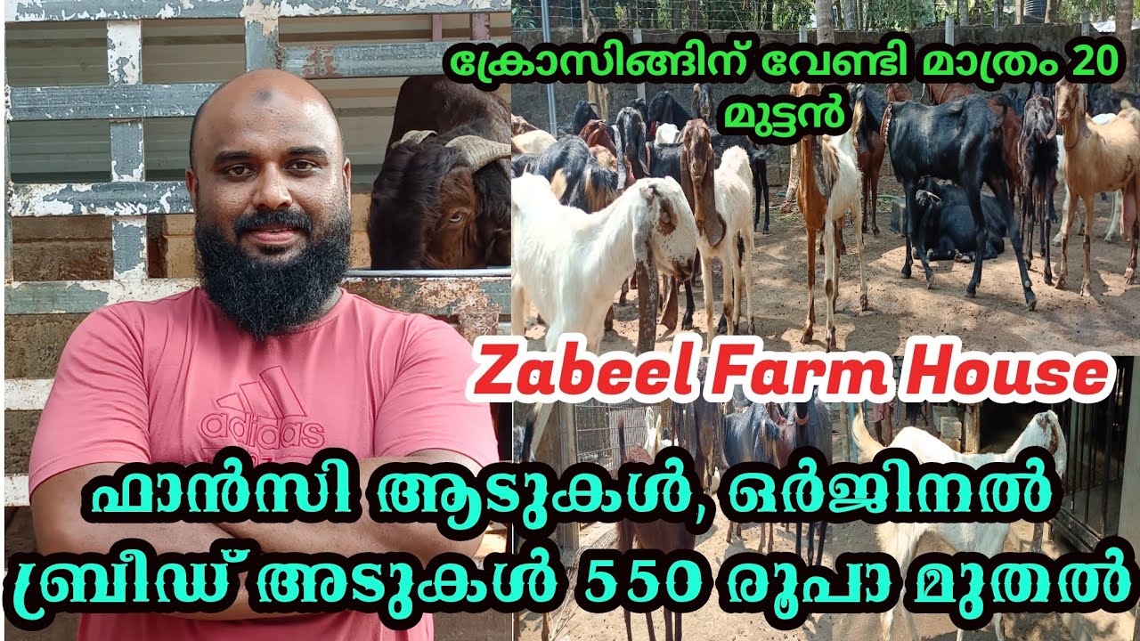 Zabeel Farm House Tirur Malappuram|Kerala biggest goat farm|വമ്പിച്ച വിലക്കുറവിൽ വെറൈറ്റി ആടുകൾ| ആട്