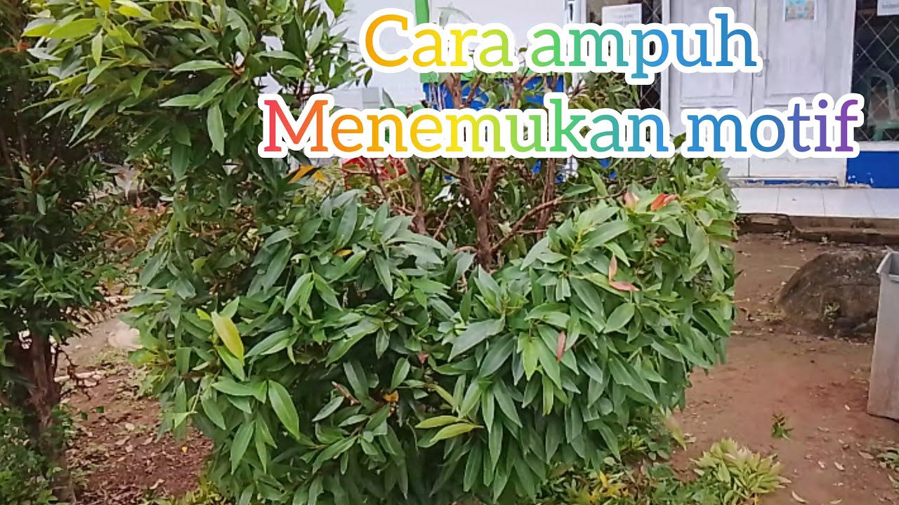 Pembentukan Dasar Pucuk Merah Motif Bebek