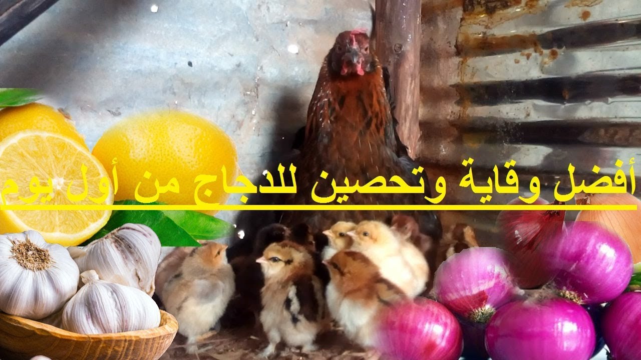 تربية الدجاج البلدي- أفضل وقاية لفقدان الشهية للدجاج وأحسن تحصين لهم من الأمراض