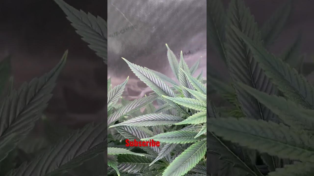 New strain alert 🚨 P Runtz & La Runtz