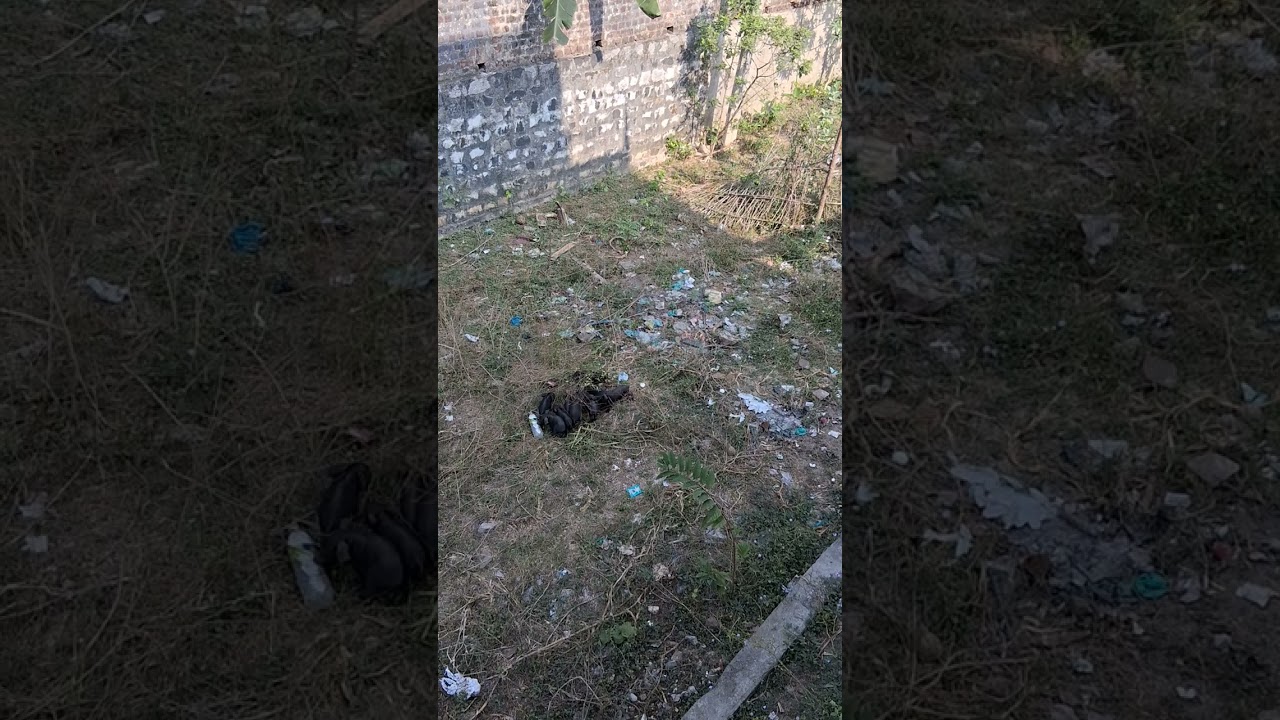 EN VEETU THOTTATHIL  Chellangal Meyuthu Feb5.2026. 