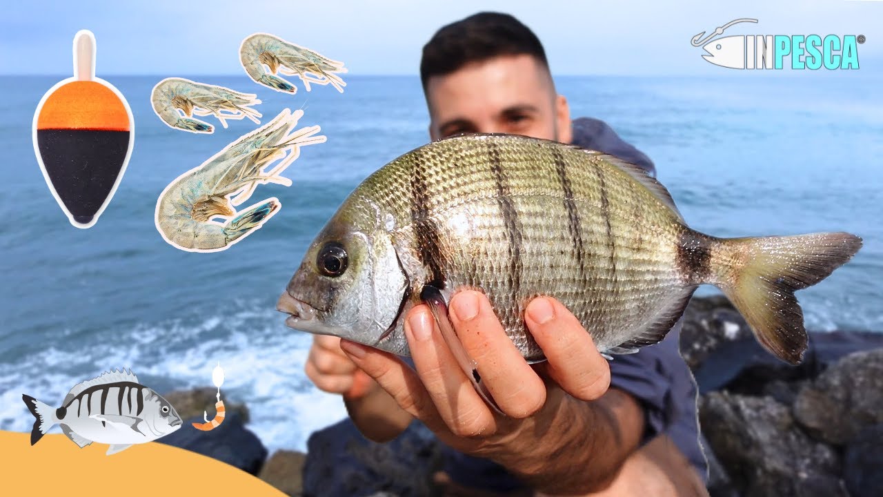 Ritorno alla CANNA FISSA EXTREME: pesca di SARAGHI con gamberi in mare mosso e acqua torbida!