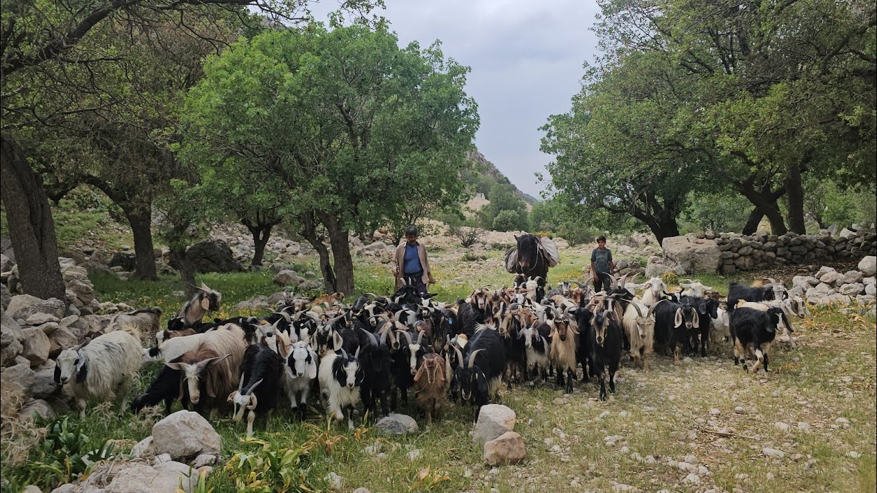 Nomadic life: The difficult migration of the Ismail family to cold regions to graze their sheep