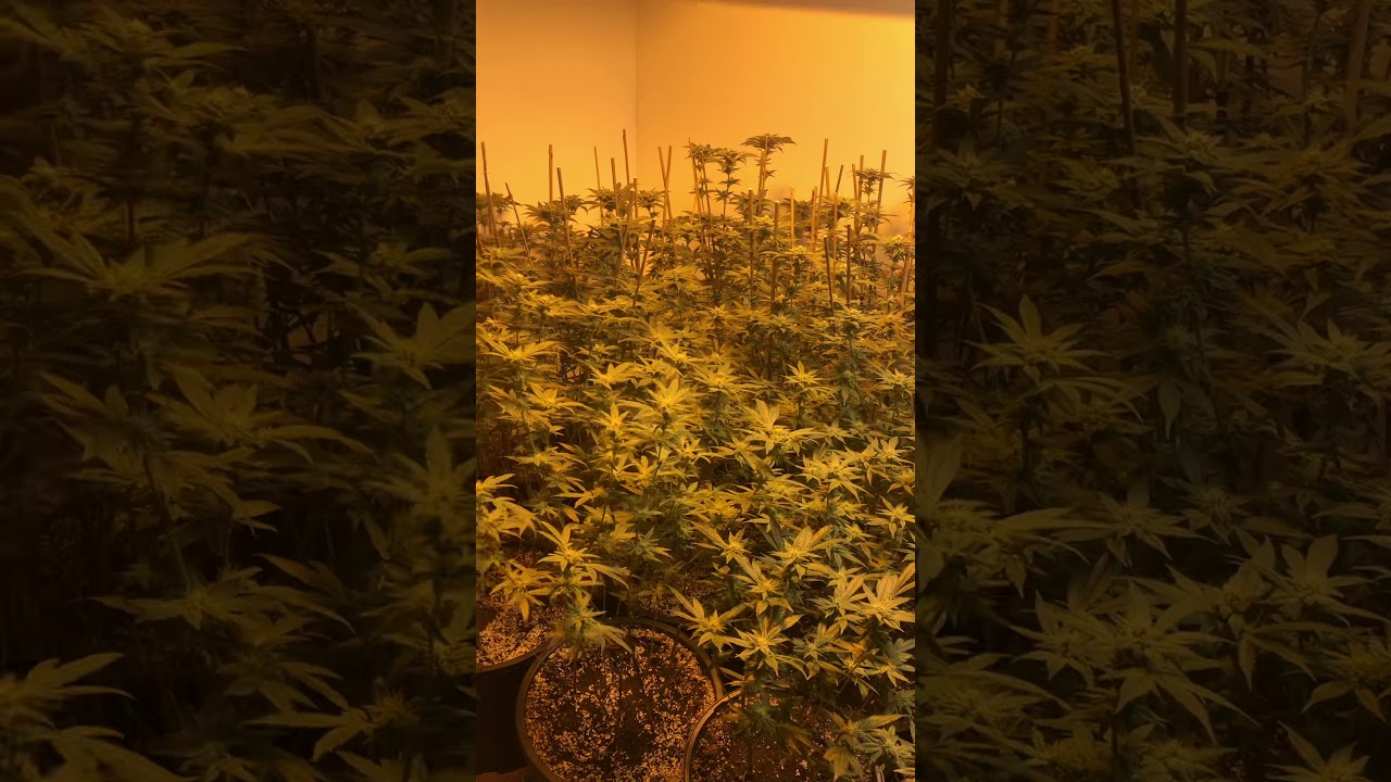 1000 watt hps......