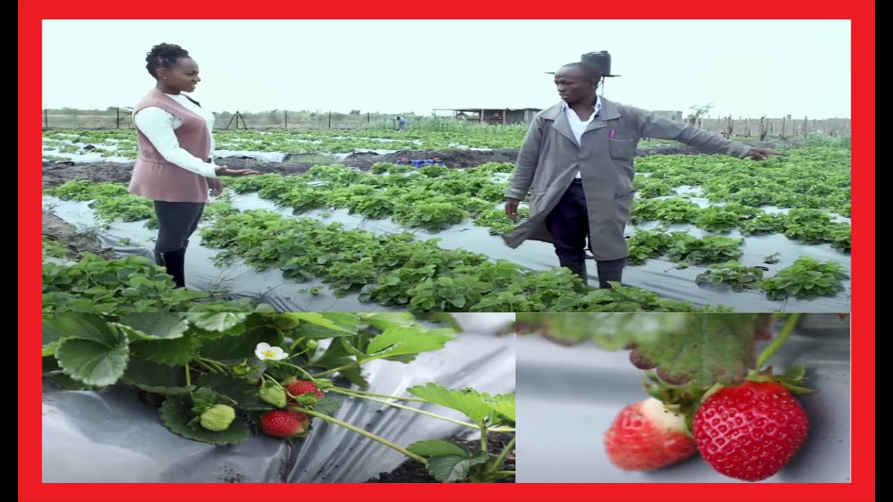 RICHER FIELDS | The A to Z of strawberry farming