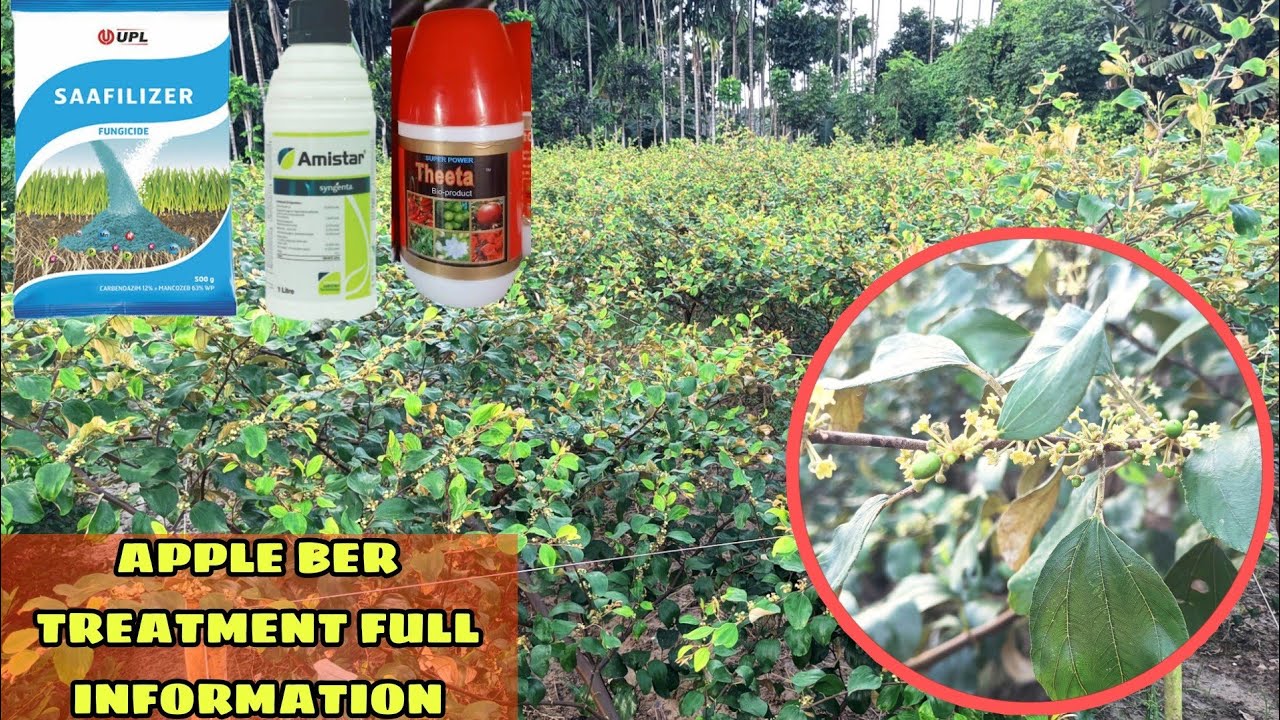 Apple Ber Plant Treatment Full Information/ Apple Ber Ki Kheti/ Apple Ber Plant Nursery