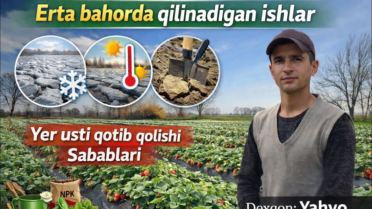 OZUQALARINI BERISHDA MUHIM ESLATMA. KO’PCHILIK QILDIGAN XATOLAR #qulupnay #garden #alba #agrobiznes 
