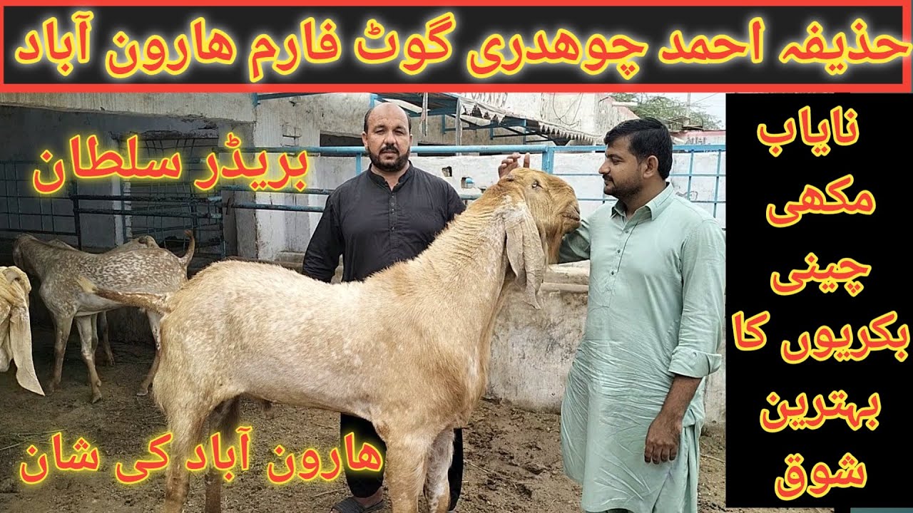 Makhi cheeni Goat Farm Visit | Dr Mohsin | Beetal Desi bakrion ka farm