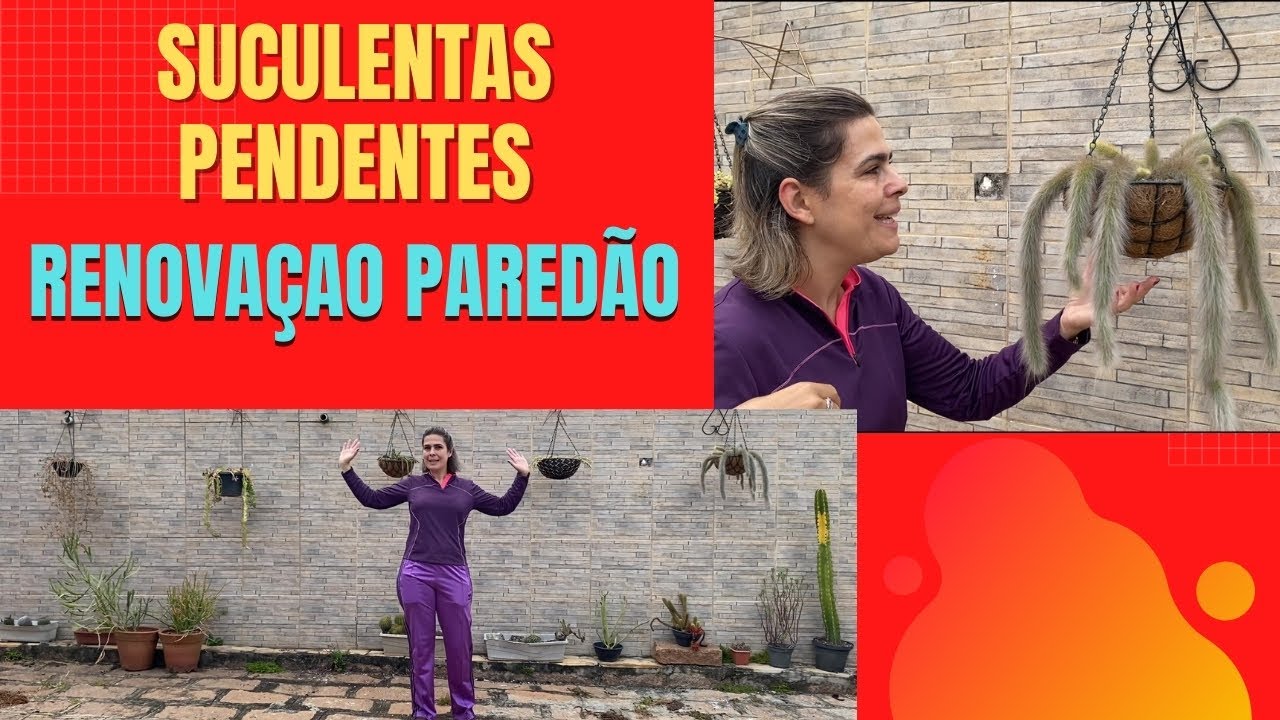 NOVAS Suculentas PENDENTES no meu paredão / Grazi Bittencourt
