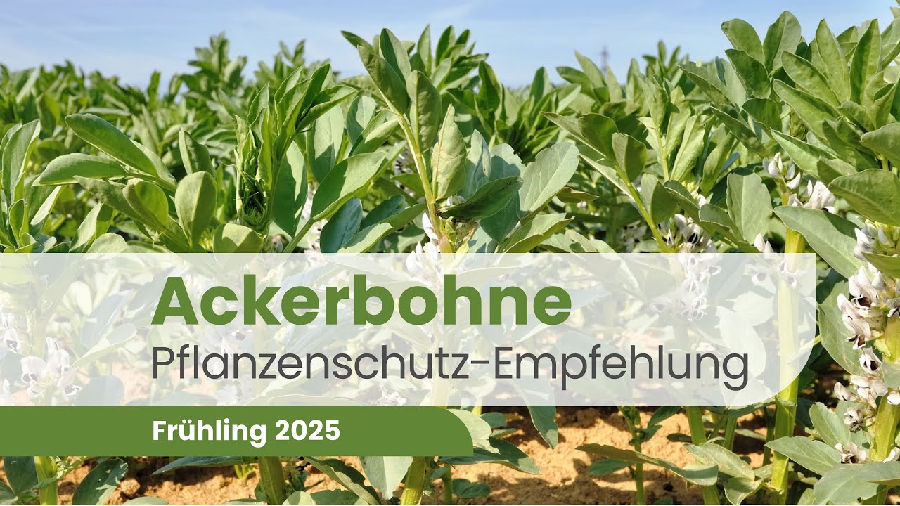 So steigerst du deinen Ackerbohnen-Ertrag mit bew&auml;hrten Pflanzenschutzmitteln | Ackerbohne 2025