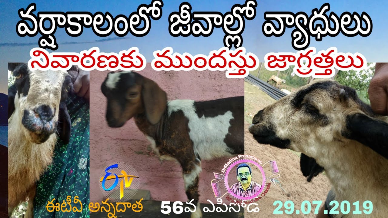 Management of Sheep & Goat  in WInter