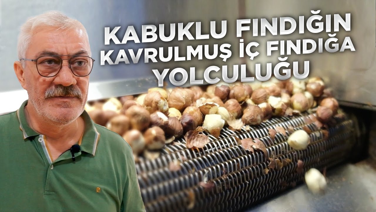 Kabuklu fındığın kavrulmuş iç fındığa yolculuğu...