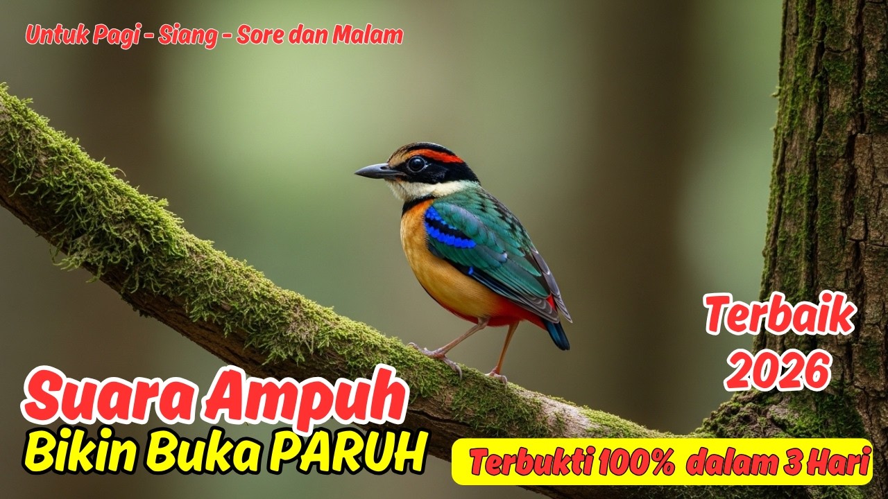 PANCINGAN MURAI BATU AMPUH UNTUK BURUNG MACET AGAR GACOR