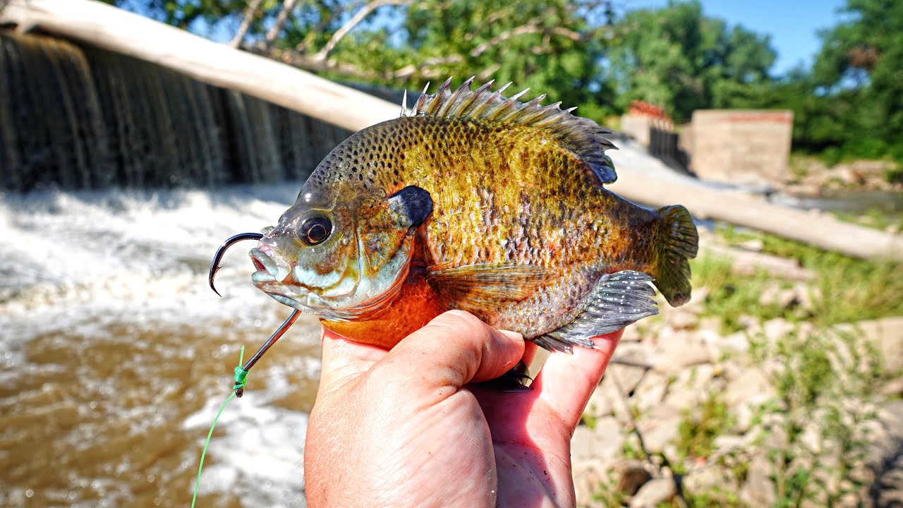 I FEEL STUPID For Never Using LIVE BAIT HERE!!! (FEEDING FRENZY)