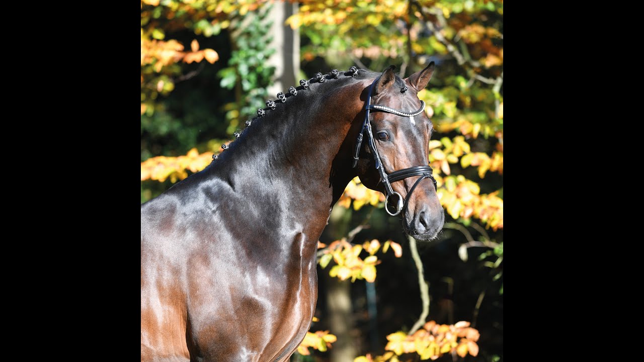 Conthargos - Stallion Collection Schockemoehle 2021 ENG