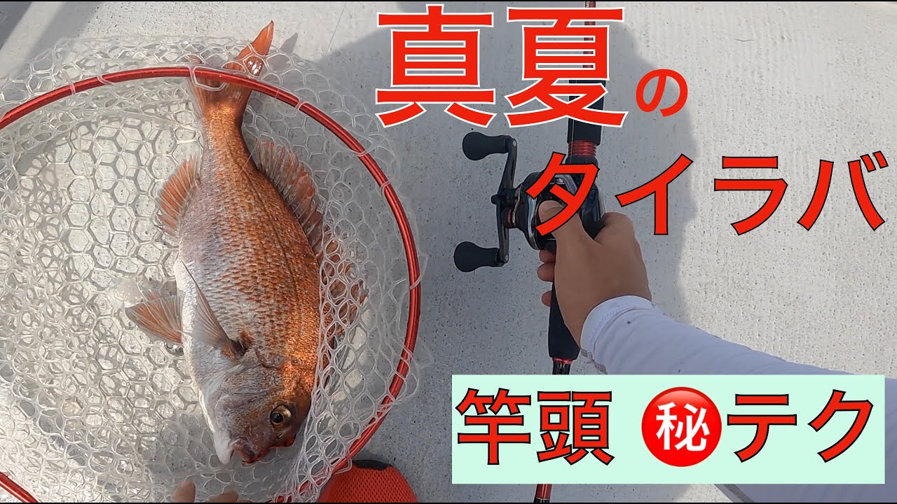 [明石夏タイラバ] これが竿頭の㊙️テクニック！ハイプレッシャーな明石タイを食わせる方法！