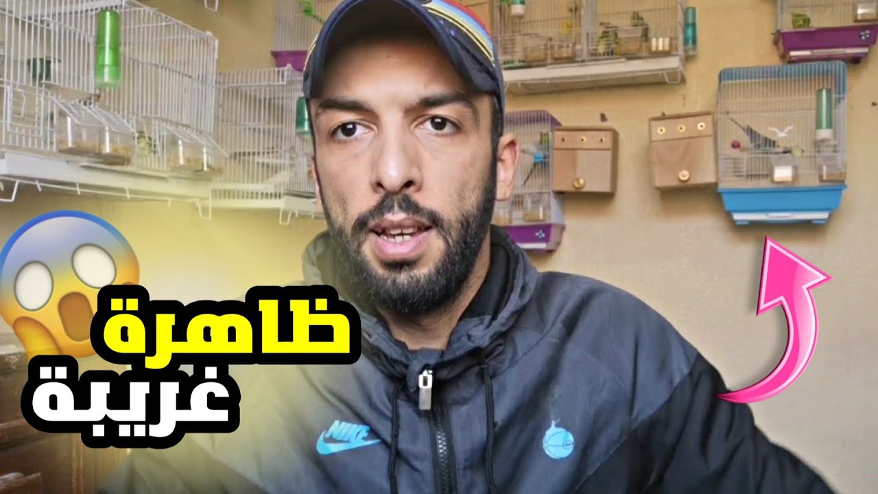 ظاهرة غريبة في قفص البادجي 😱 التغذية السليمة سر من أسرار النجاح في ترية الطيور