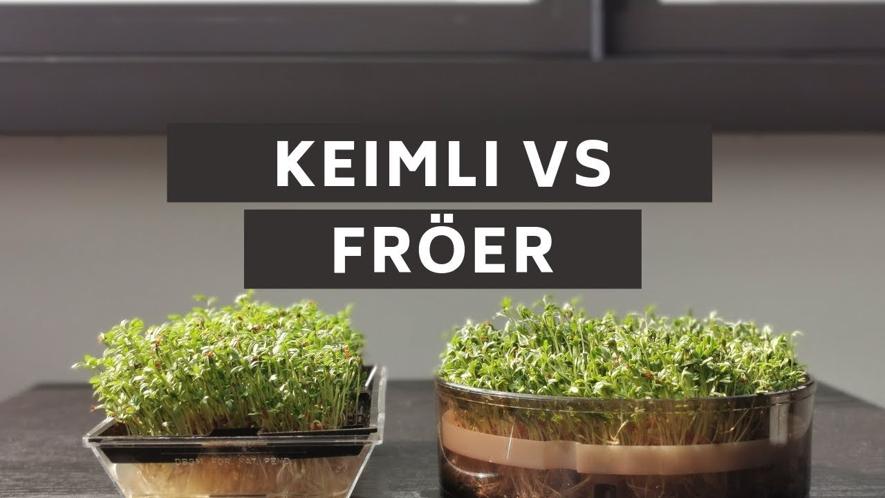 Kresse ziehen mit BioSnacky Keimli gegen IKEA FRÖER