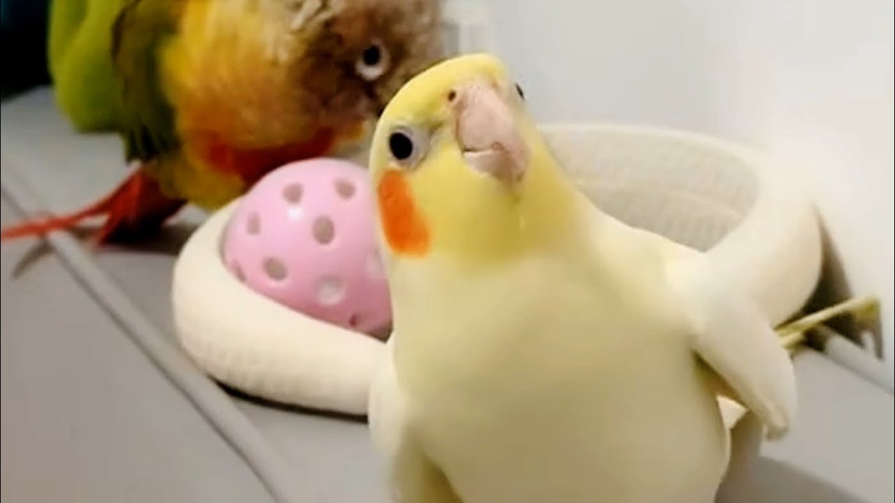 Adorable Cockatiels Cute Moments 🥰❤️🦜#cockatielscraze