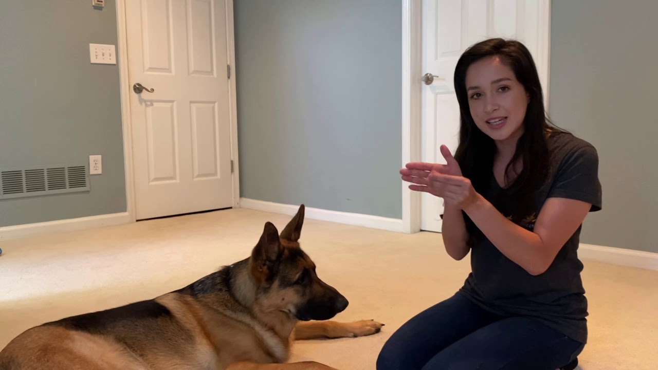 Teach Your Dog to Put Their Head Down