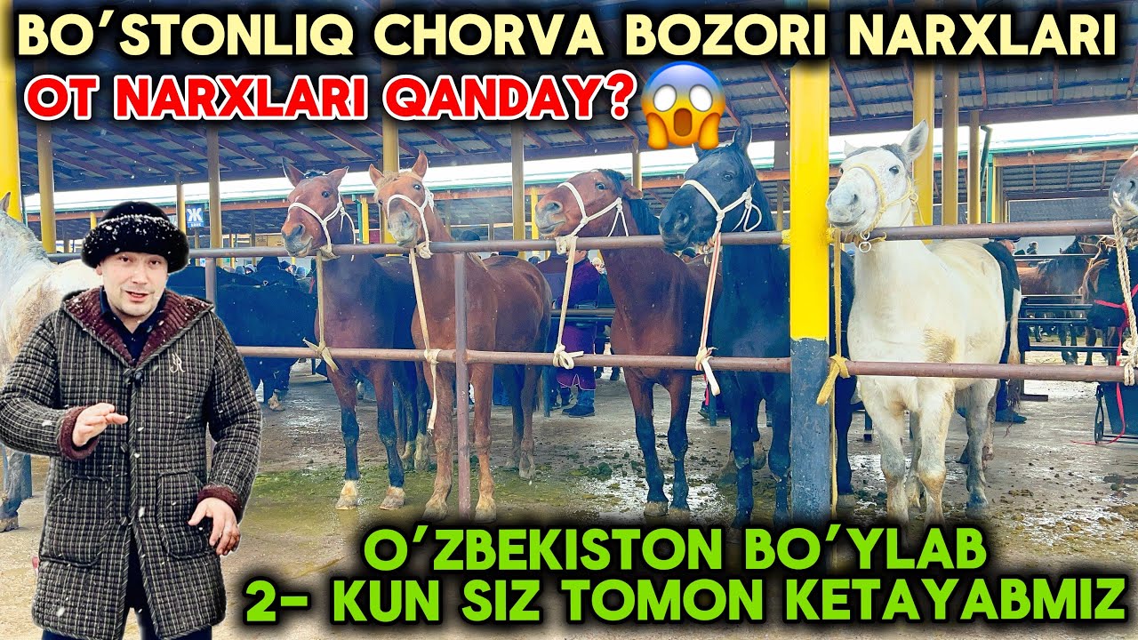 TOSHKENT PLATINA OT BOZORI😱NARXLAR SINSATSIYA OT BOZOR NARXLARI