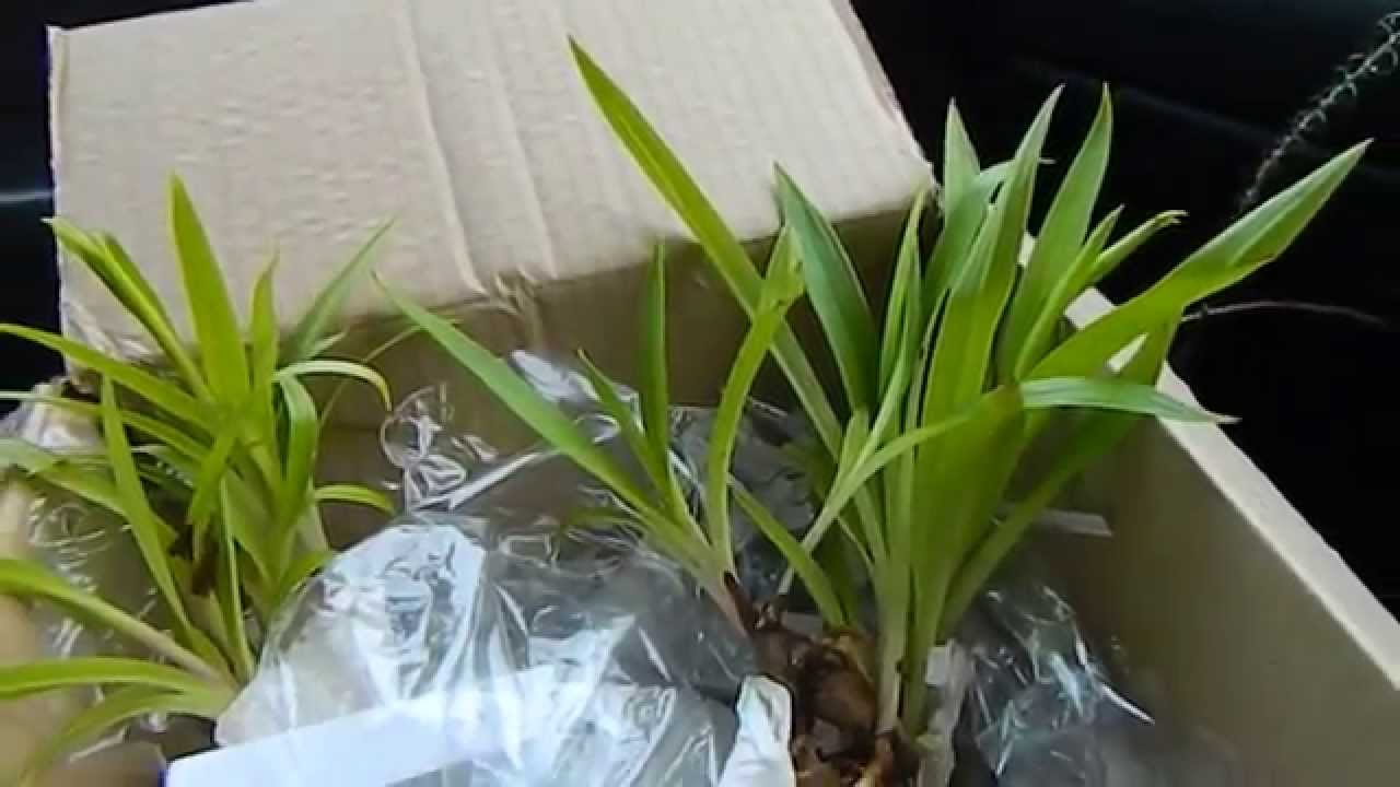 New Disa Orchids