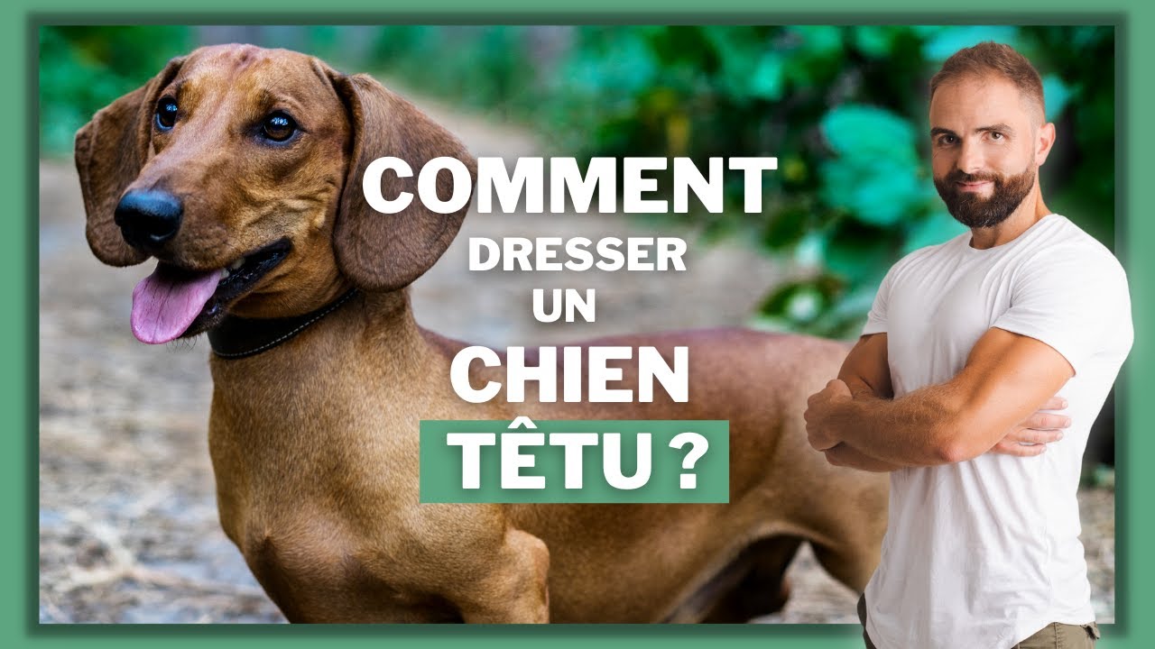 Comment dresser un chien t&ecirc;tu ? Le comportement de mon chien m'agace...
