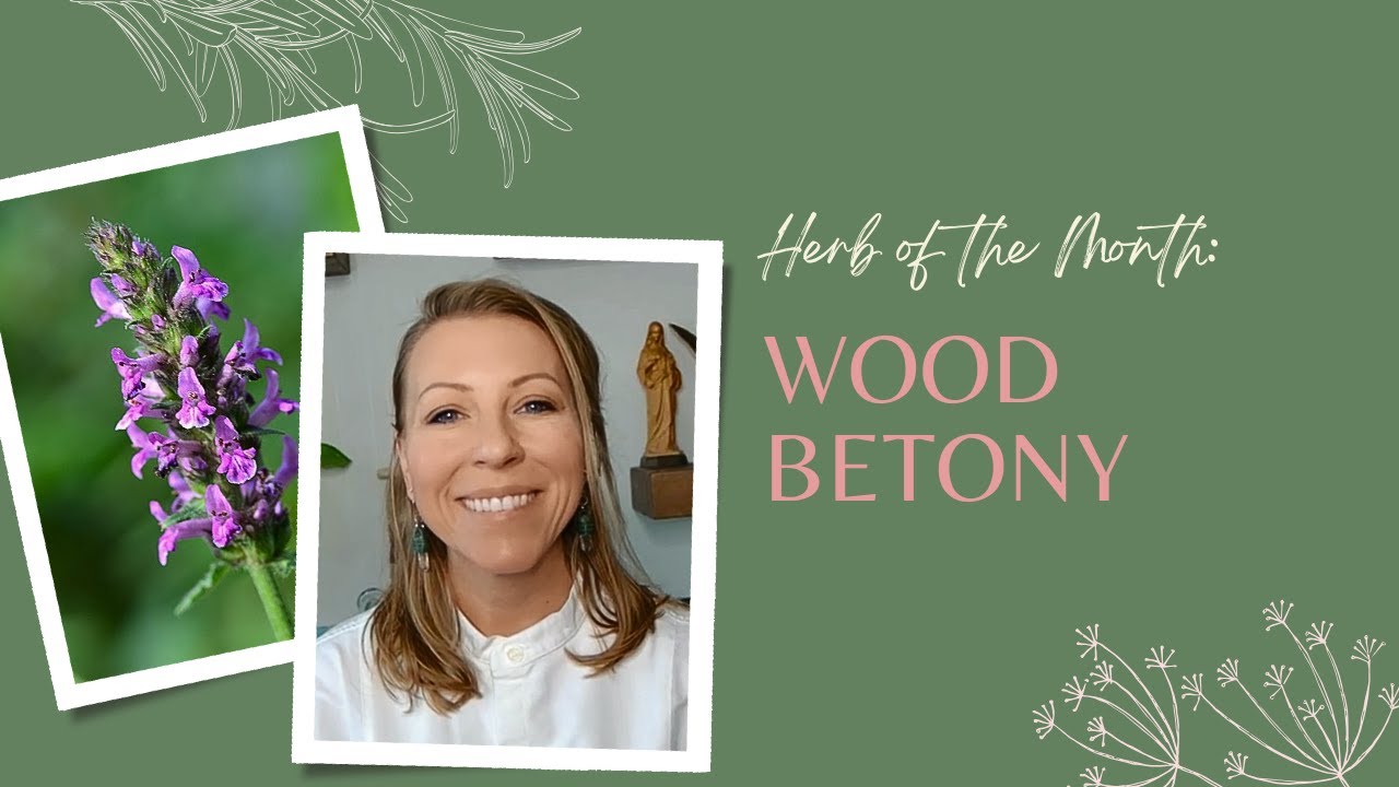 Herb of the Month: Wood Betony | Ashley Elenbaas
