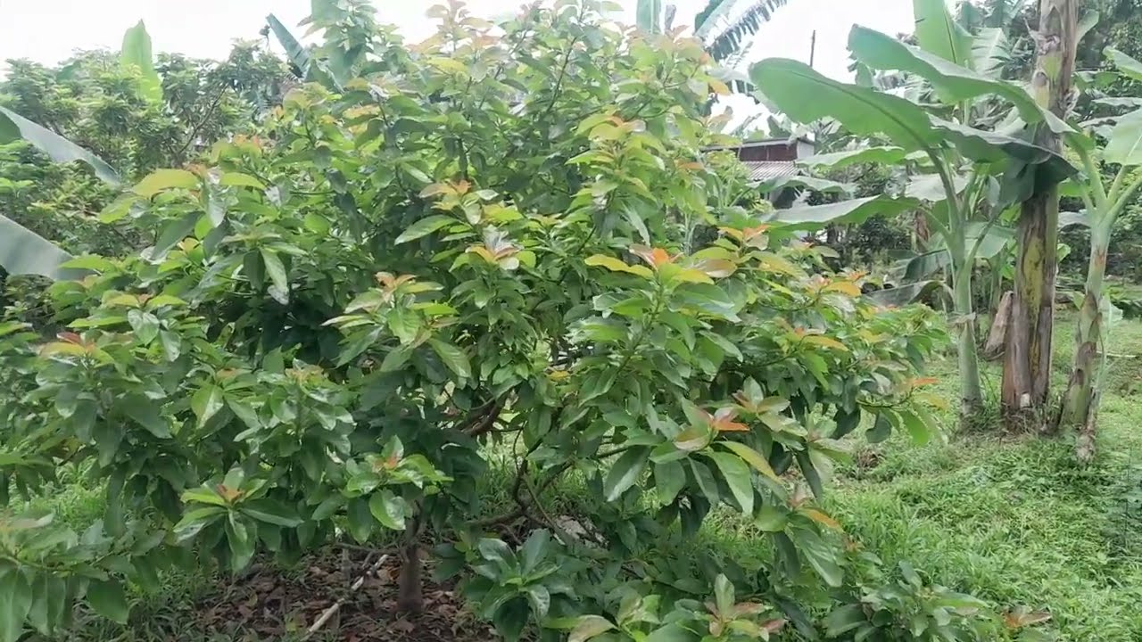 Kenapa tanah di kebun alpukat harus diperhatikan?